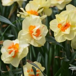 Narcissus Double Fashion