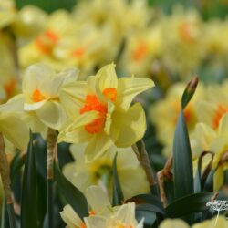 Narcissus Double Fashion