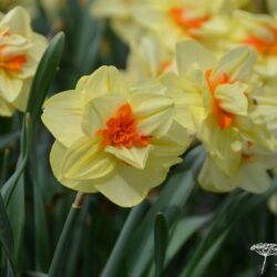 Narcissus Double Fashion