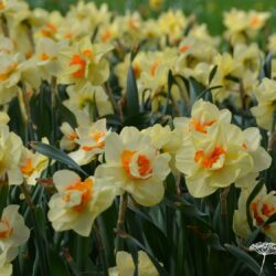 Narcissus Double Fashion