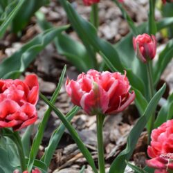 Tulipa Willemsoord