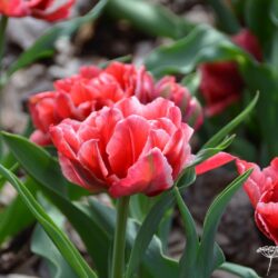 Tulipa Willemsoord
