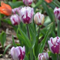 Tulipa Zurel