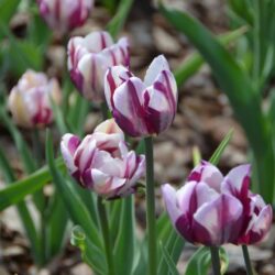 Tulipa Zurel