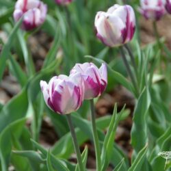 Tulipa Zurel