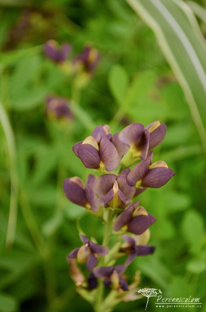 Baptisia – Trvalka sezóny 2019 2 Baptisia Chocolate Chip