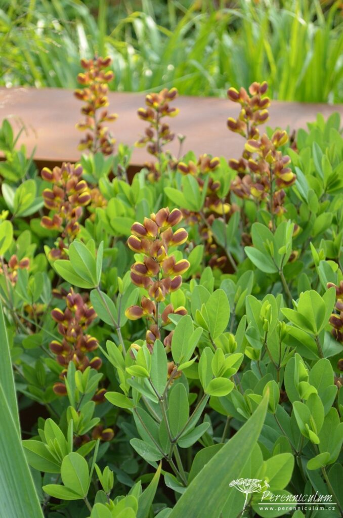 Baptisia – Trvalka sezóny 2019 3 Baptisia Dutch Chocolate