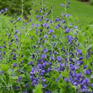 Baptisia australis