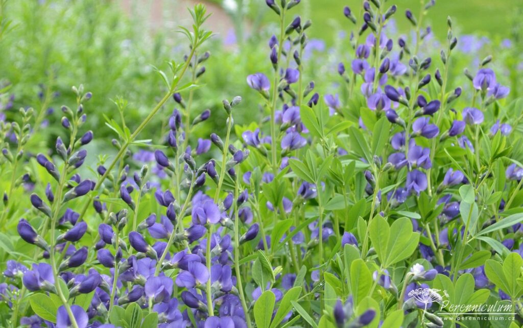 Baptisia – Trvalka sezóny 2019 1 Baptisia australis
