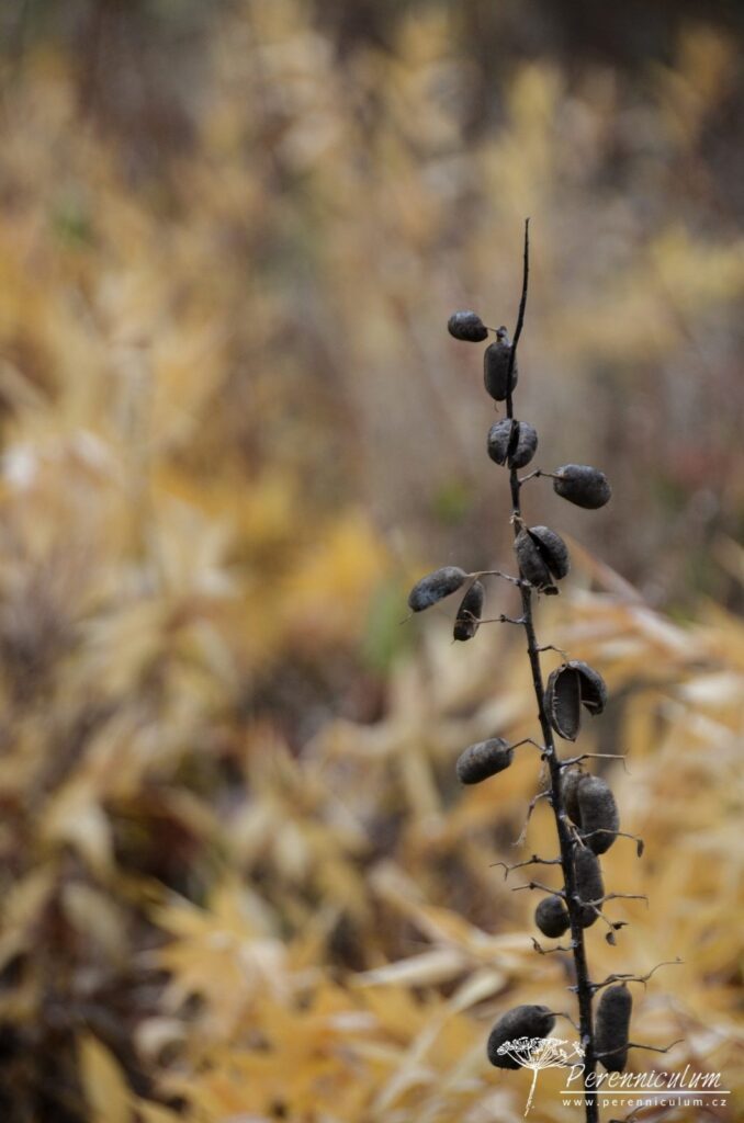 Baptisia – Trvalka sezóny 2019 4 Plody baptisíí