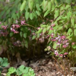 Epimedium x rubrum