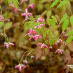 Epimedium x rubrum