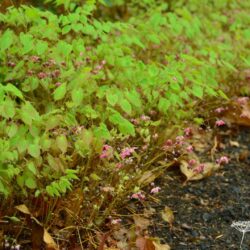 Epimedium x rubrum
