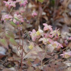 Epimedium x versicolor Cupreum