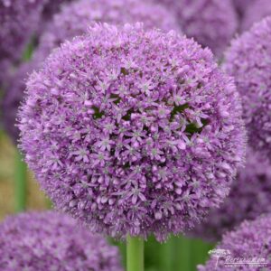 Allium Ambassador