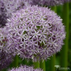 Allium Allium