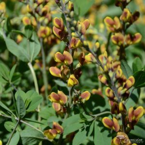 Baptisia Cheriies Jubilee
