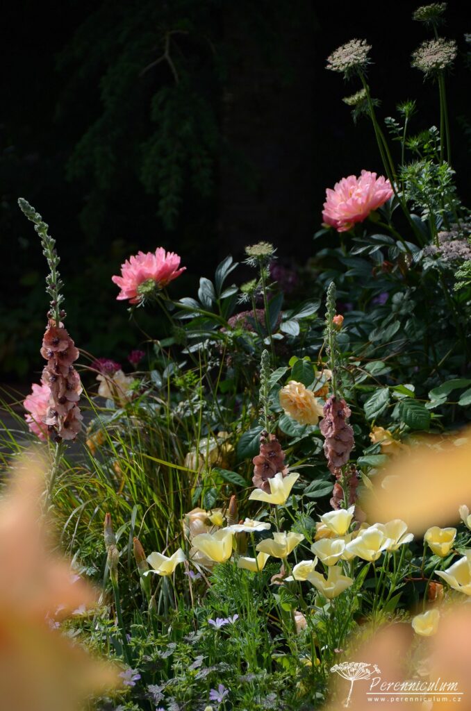 RHS Chelsea Flower Show 2019 17 The Wedgwood Garden, Jo Thompson