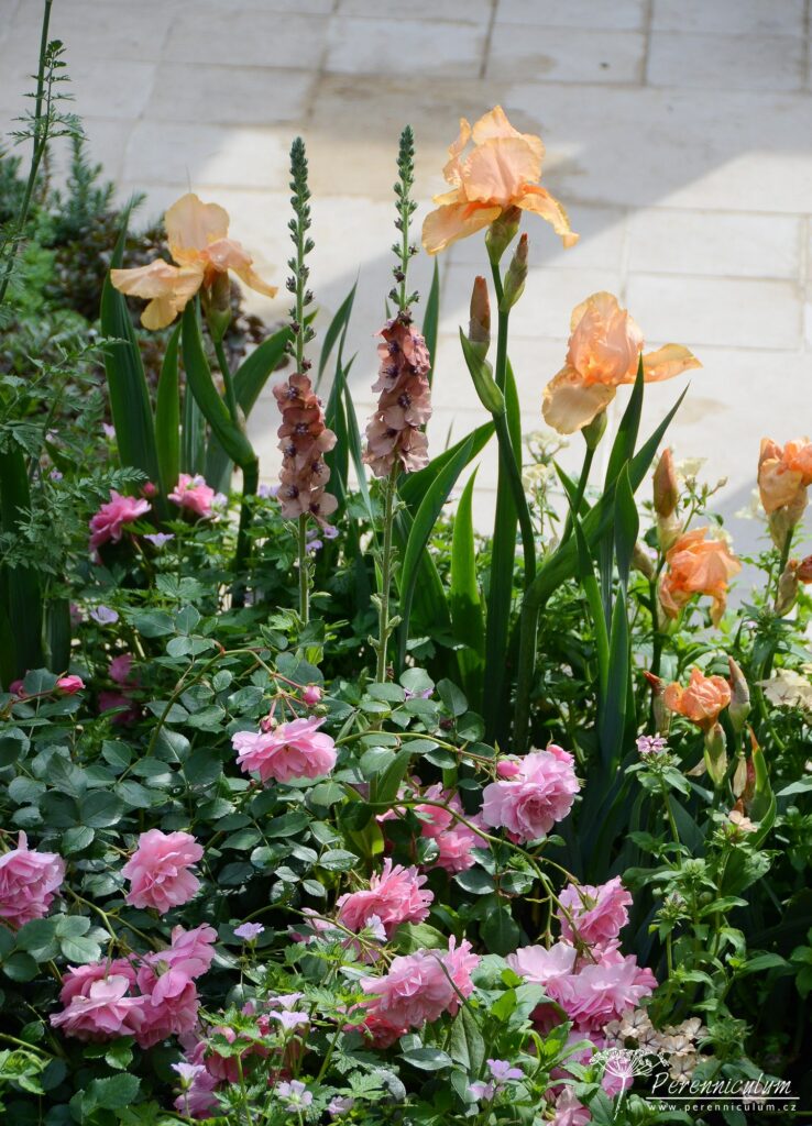 RHS Chelsea Flower Show 2019 18 The Wedgwood Garden, Jo Thompson