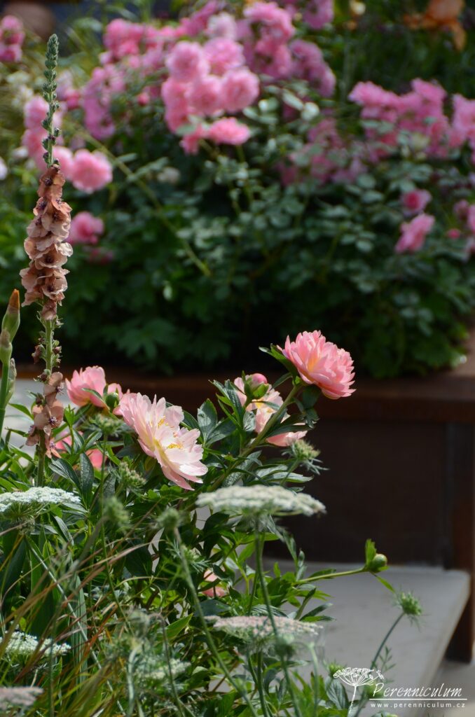 RHS Chelsea Flower Show 2019 19 The Wedgwood Garden, Jo Thompson