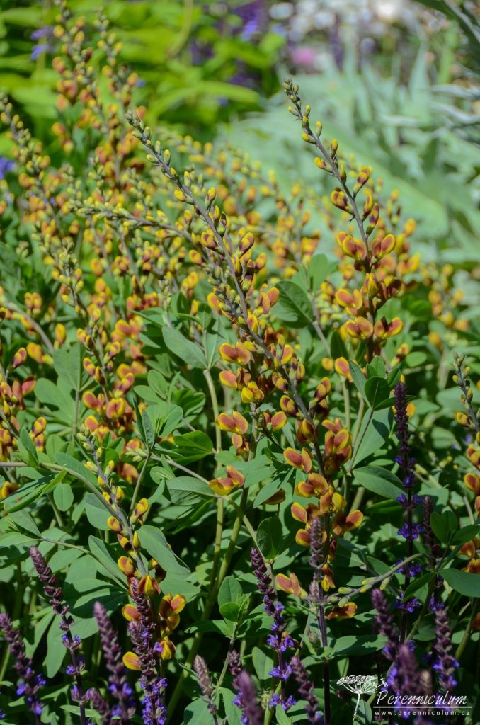 RHS Chelsea Flower Show 2019 9 The Morgan Stanley Garden, Chris Beardshaw