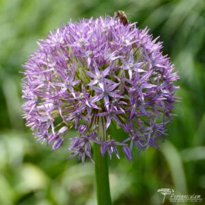 Allium Beau Regard