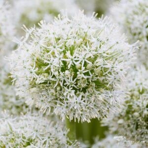 Allium White Giant