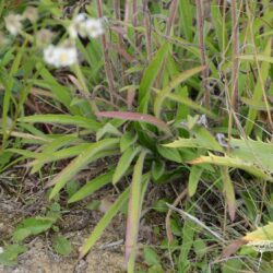 Rudbeckia missouriensis