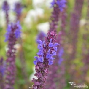 Salvia nemorosa Adora Blue