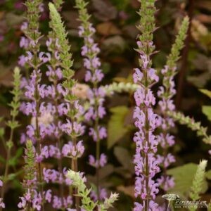 Salvia nemorosa Amethyst