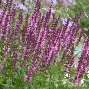 Salvia nemorosa Sensation Rose