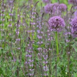 Salvia nemorosa Serenade