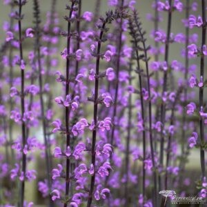 Salvia nemorosa Serenade