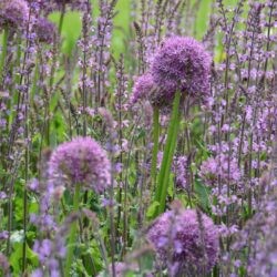 Salvia nemorosa Serenade