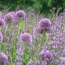 Salvia nemorosa Serenade