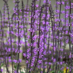 Salvia nemorosa Serenade