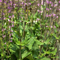 Salvia nemorosa Serenade