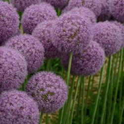 Allium giganteum