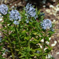Amsonia ciliata