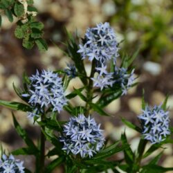 Amsonia ciliata