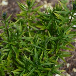 Amsonia ciliata