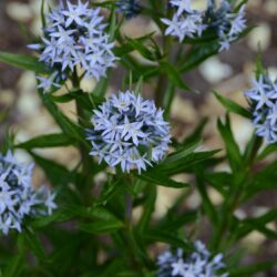 Amsonia ciliata