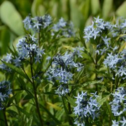 Amsonia tabernaemontana var. salicifolia