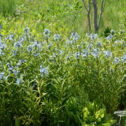 Amsonia tabernaemontana var. salicifolia