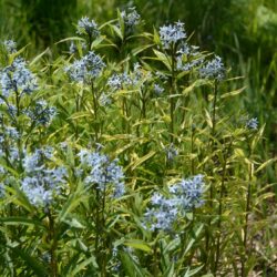 Amsonia tabernaemontana var. salicifolia