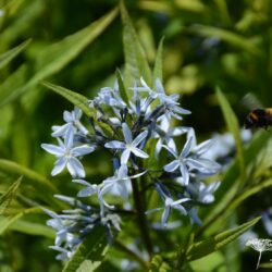 Amsonia tabernaemontana var. salicifolia