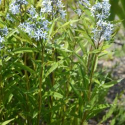 Amsonia tabernaemontana var. salicifolia