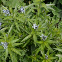 Amsonia tabernaemontana var. salicifolia