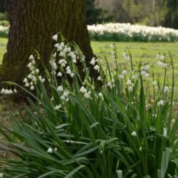 Leucojum aestivum Gravetye Giant