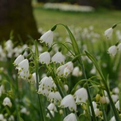 Leucojum aestivum Gravetye Giant